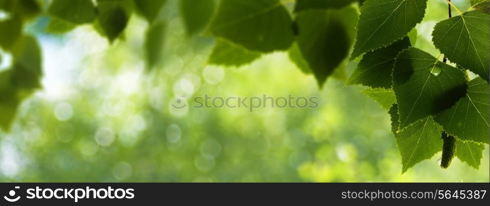 Early morning in the forest backgrounds with dew against the birch leaf, eco banner