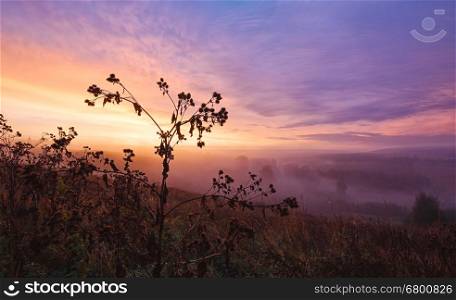 Early morning mist over green field, pastel colorful sky, herbs on foreground
