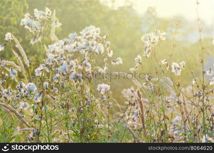 early morning on a summer meadow