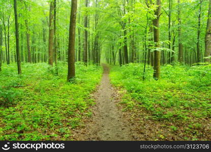 Early morning sun in the green forest