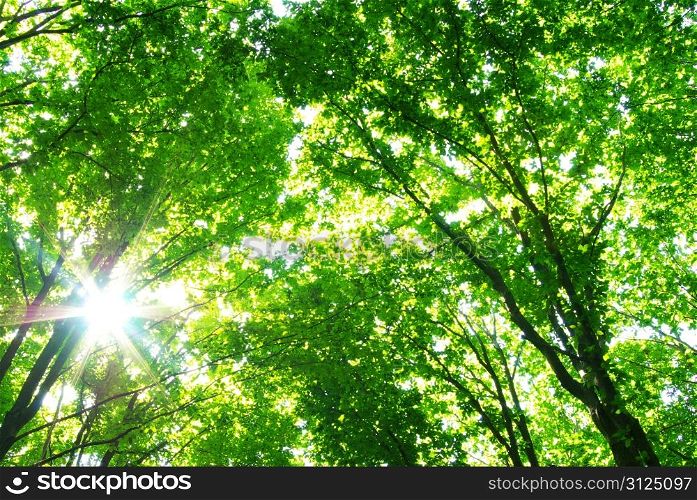 Early morning sun in the green forest