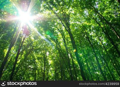 Early morning sun in the green forest