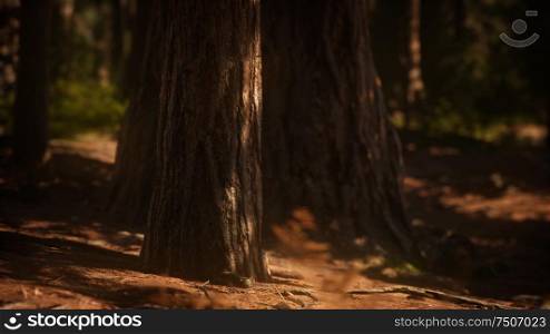 Early morning sunlight in the Sequoias of Mariposa Grove, Yosemite National Park, California, USA. Early morning sunlight in the Sequoias of Mariposa Grove
