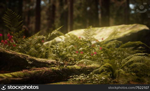 Early morning sunlight in the Sequoias of Mariposa Grove, Yosemite National Park, California, USA. Early morning sunlight in the Sequoias of Mariposa Grove