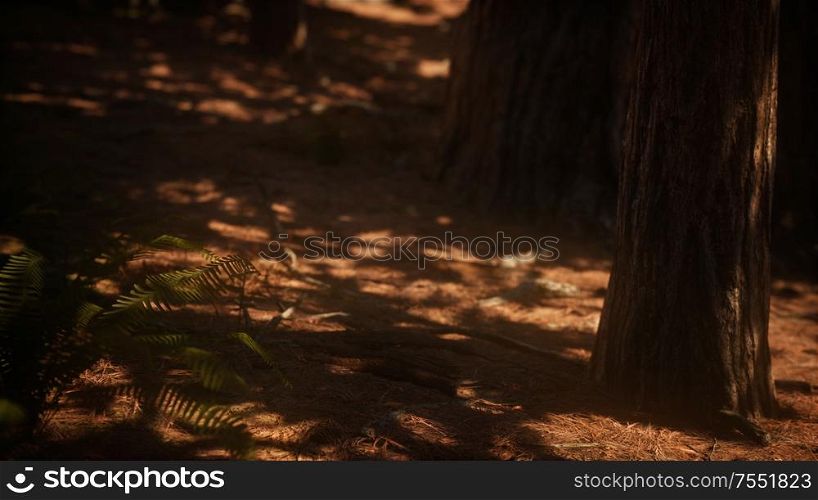 Early morning sunlight in the Sequoias of Mariposa Grove, Yosemite National Park, California, USA. Early morning sunlight in the Sequoias of Mariposa Grove