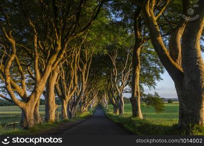 Early morning sunlight on the &rsquo;Dark Hedges&rsquo; - an avenue of ancient trees in County Antrim in Northern Ireland.