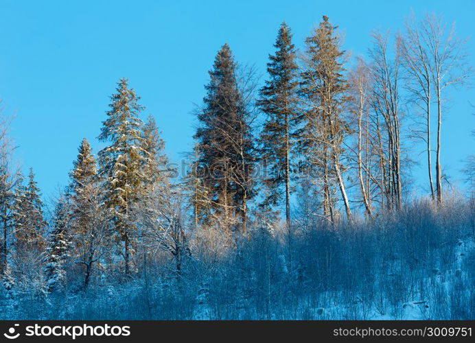 Early morning winter calm mountain landscape with beautiful frosting trees in mountains shadows (Carpathian Mountains, Ukraine)