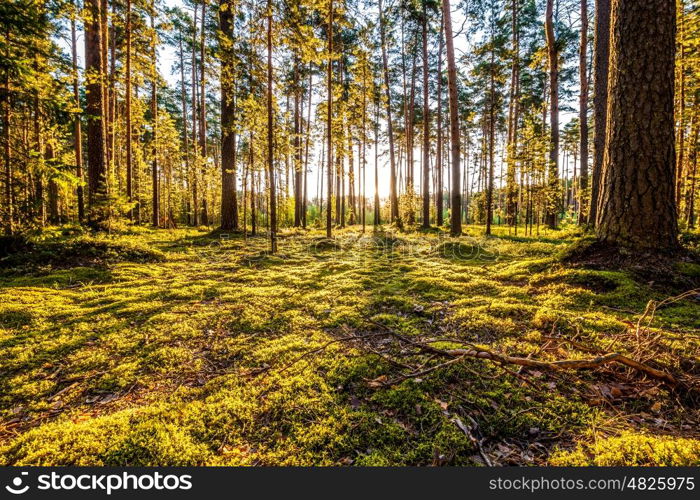 Early morning with sunrise in pine forest