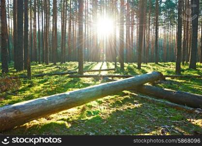 Early morning with sunrise in pine forest