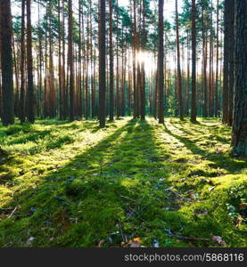 Early morning with sunrise in pine forest