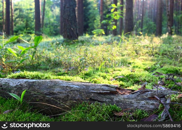 Early morning with sunrise in pine forest