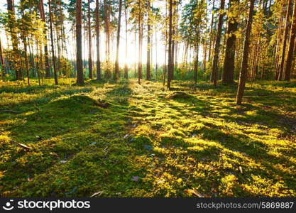 Early morning with sunrise in pine forest