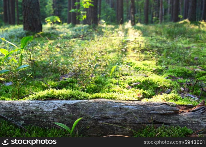 Early morning with sunrise in pine forest