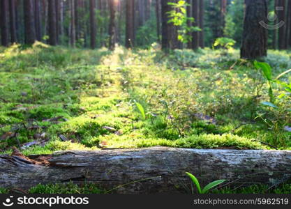 Early morning with sunrise in pine forest