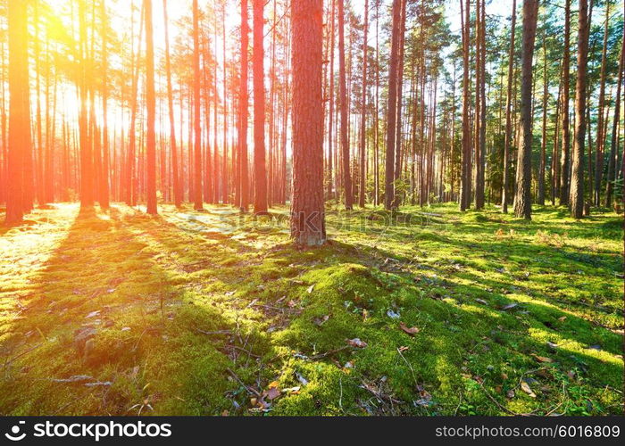 Early morning with sunrise in pine forest