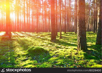 Early morning with sunrise in pine forest