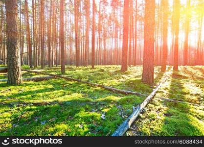 Early morning with sunrise in pine forest