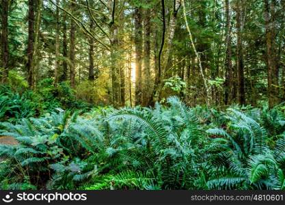 Early morning with sunrise in rainforest at Cape Disappointment, Washington, USA.