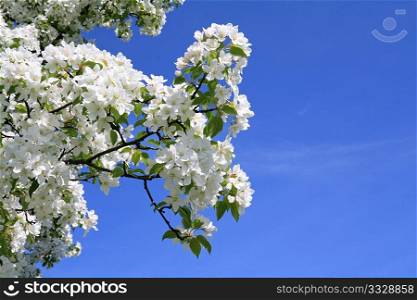 Early Spring. Abstract natural backgrounds with blossom apricot flowers