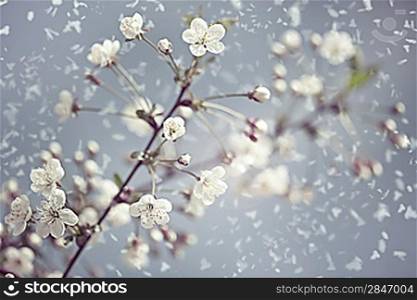 Early Spring. Abstract natural backgrounds with blossom snowy apricot flowers