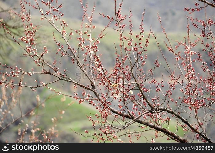 Early spring blossoms in Armenia