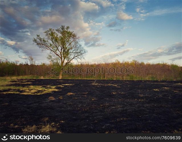 Early spring burned vegetation of a meadow near the forest. Dark ash on the land ground after grass fires. Natural disaster endangering wild flora and fauna. Drought season concept.