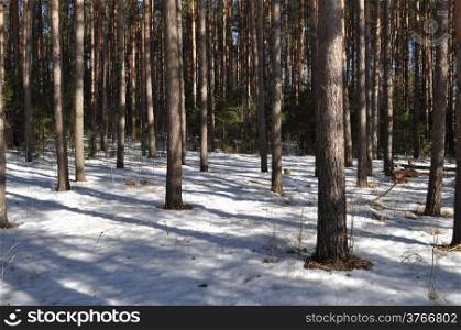 Early spring in pine forest, sunny day