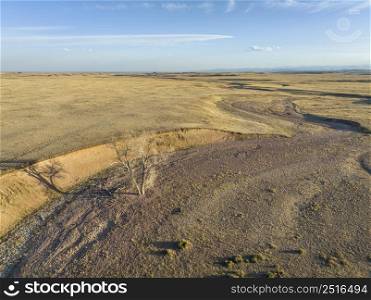 early spring on Colorado prairie - aerial view of grassland with a meandering dry stream, a lonely tree and cattle trails