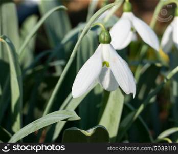 Early spring snowdrops