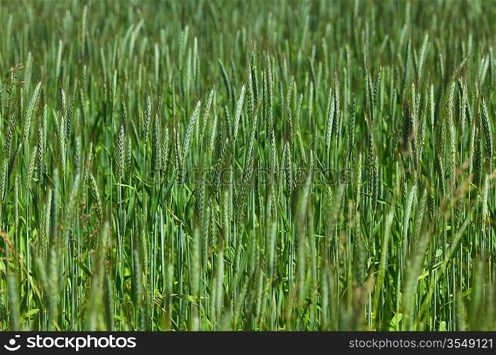 Early spring wheat field