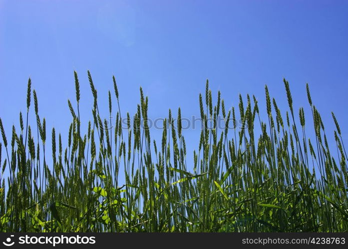 Early summer corn with a blue sky background