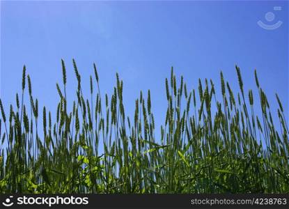 Early summer corn with a blue sky background
