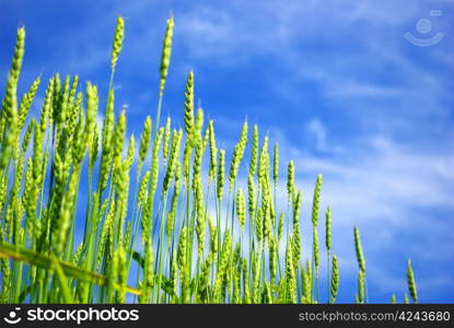 Early summer corn with a blue sky background