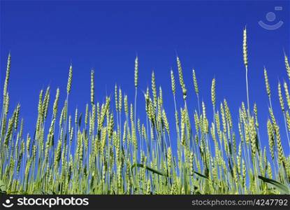 Early summer corn with a blue sky background