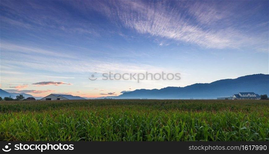 Early sunrise over corn field