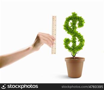 Earning money. Human hand holding ruler and measuring money tree