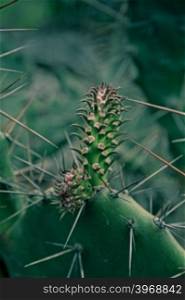 Ears Cactus, Opuntia microdasys, India