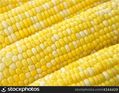 Ears of corn , close up