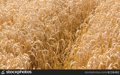 Ears of corn growing in cornfields in Cotswolds in England