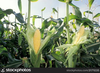 Ears of Corn, Partially Shucked, on the Stalk in a Corn Field