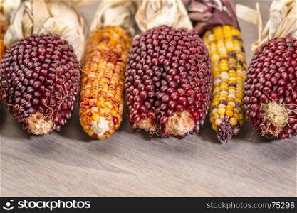 ears of decorative strawberry corn over grained wood background