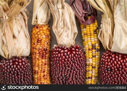 ears of decorative strawberry corn over grained wood background