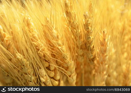 Ears of golden wheat close up. Rich harvest Concept