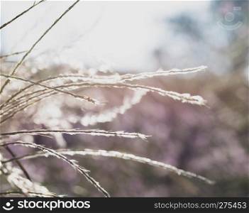 Ears of grass in the open air on brigth background. Ears of grass on brigth natural background