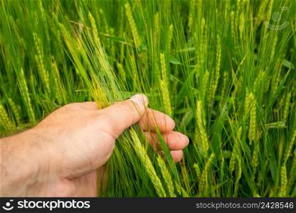 Ears of green barley in a male hand, spring view