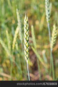 ears of green unripe wheat