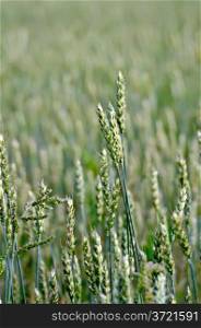 Ears of immature green wheat on field background