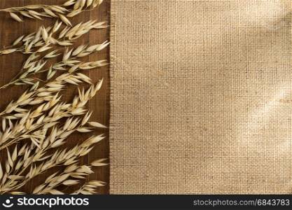 ears of oat on wood. ears of oat on wooden background