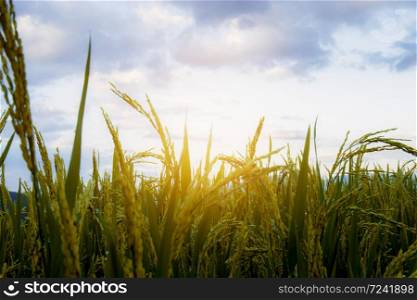 Ears of rice growing in fields with evening light at sky.