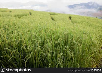 Ears of rice in field on hill with the sky.